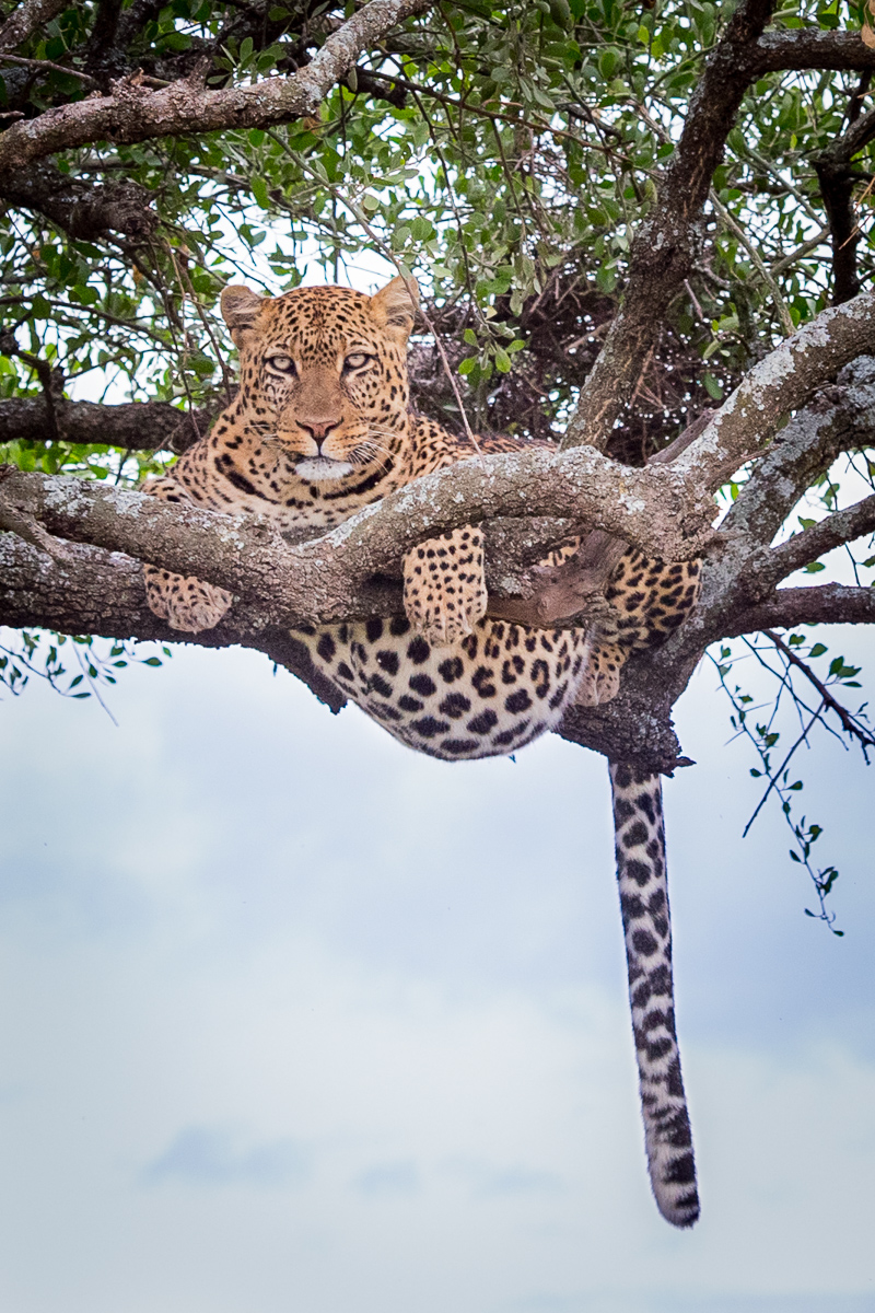 This is a quintessential leopard pose. When tracking the big cats, experienced trackers know to keep their eyes peeled for the long tail hanging from a branch in thick acacia trees. The tails rarely stay still and the slightest bit of motion will alert one to investigate.